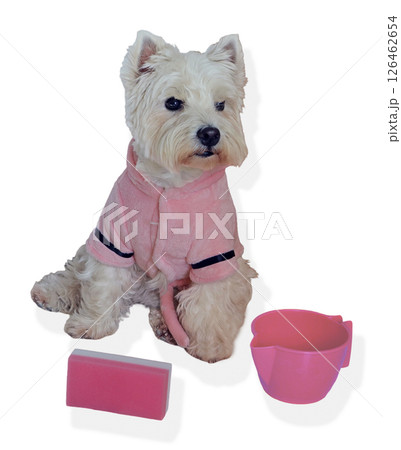 A fluffy dog sits calmly dressed in a cozy pink outfit, surrounded by a sponge and a container ready for a bath. The atmosphere feels warm and inviting, perfect for pampering pets. A fluffy dog sits calmly dressed in a cozy pink outfit, surrounded by a sponge and a container ready for a bath. The atmosphere feels warm and inviting, perfect for pampering pets. 126462654