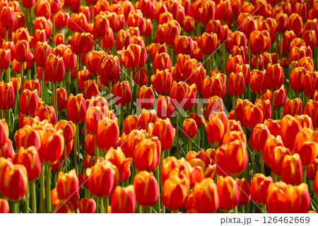 An idyllic garden scene showcasing bright red tulips illuminated by warm sunlight in St.Petersburg, Russia, conveying vibrancy, freshness, and natural beauty in a serene outdoor setting 126462669