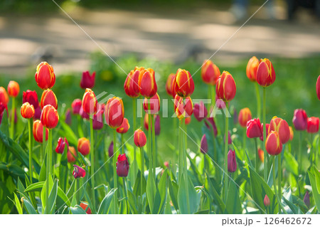 An idyllic garden scene showcasing bright red tulips illuminated by warm sunlight in St.Petersburg, Russia, conveying vibrancy, freshness, and natural beauty in a serene outdoor setting An idyllic garden scene showcasing bright red tulips illuminated by warm sunlight in St.Petersburg, Russia, conveying vibrancy, freshness, and natural beauty in a serene outdoor setting 126462672