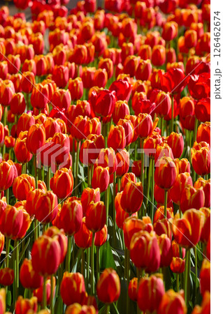 An idyllic garden scene showcasing bright red tulips illuminated by warm sunlight in St.Petersburg, Russia, conveying vibrancy, freshness, and natural beauty in a serene outdoor setting 126462674