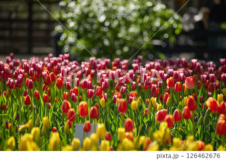 An idyllic garden scene showcasing bright red tulips illuminated by warm sunlight in St.Petersburg, Russia, conveying vibrancy, freshness, and natural beauty in a serene outdoor setting An idyllic garden scene showcasing bright red tulips illuminated by warm sunlight in St.Petersburg, Russia, conveying vibrancy, freshness, and natural beauty in a serene outdoor setting 126462676