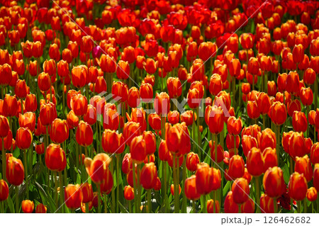 An idyllic garden scene showcasing bright red tulips illuminated by warm sunlight in St.Petersburg, Russia, conveying vibrancy, freshness, and natural beauty in a serene outdoor setting 126462682