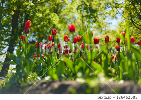 An idyllic garden scene showcasing bright red tulips illuminated by warm sunlight in St.Petersburg, Russia, conveying vibrancy, freshness, and natural beauty in a serene outdoor setting An idyllic garden scene showcasing bright red tulips illuminated by warm sunlight in St.Petersburg, Russia, conveying vibrancy, freshness, and natural beauty in a serene outdoor setting 126462685