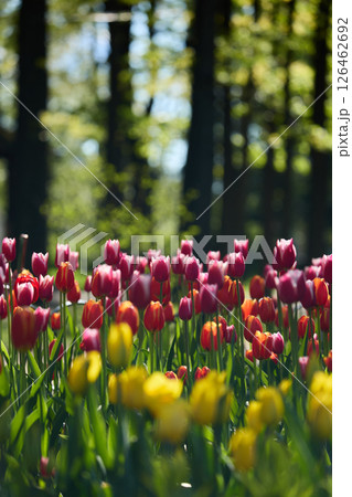 An idyllic garden scene showcasing bright red tulips illuminated by warm sunlight in St.Petersburg, Russia, conveying vibrancy, freshness, and natural beauty in a serene outdoor setting 126462692
