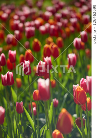 An idyllic garden scene showcasing bright red tulips illuminated by warm sunlight in St.Petersburg, Russia, conveying vibrancy, freshness, and natural beauty in a serene outdoor setting An idyllic garden scene showcasing bright red tulips illuminated by warm sunlight in St.Petersburg, Russia, conveying vibrancy, freshness, and natural beauty in a serene outdoor setting 126462699