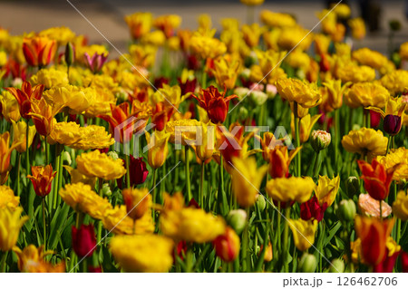 An idyllic garden scene showcasing bright yellow tulips illuminated by warm sunlight in St.Petersburg, Russia, conveying vibrancy, freshness, and natural beauty in a serene outdoor setting 126462706