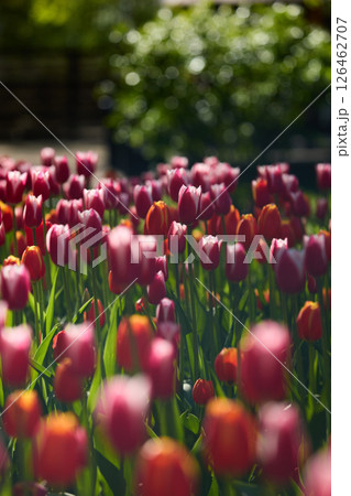 An idyllic garden scene showcasing bright red tulips illuminated by warm sunlight in St.Petersburg, Russia, conveying vibrancy, freshness, and natural beauty in a serene outdoor setting 126462707