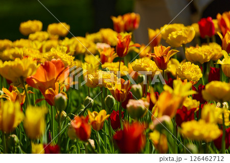 An idyllic garden scene showcasing bright yellow tulips illuminated by warm sunlight in St.Petersburg, Russia, conveying vibrancy, freshness, and natural beauty in a serene outdoor setting 126462712