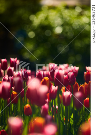 An idyllic garden scene showcasing bright red tulips illuminated by warm sunlight in St.Petersburg, Russia, conveying vibrancy, freshness, and natural beauty in a serene outdoor setting 126462731