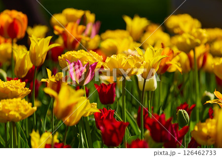 An idyllic garden scene showcasing bright yellow tulips illuminated by warm sunlight in St.Petersburg, Russia, conveying vibrancy, freshness, and natural beauty in a serene outdoor setting An idyllic garden scene showcasing bright yellow tulips illuminated by warm sunlight in St.Petersburg, Russia, conveying vibrancy, freshness, and natural beauty in a serene outdoor setting 126462733