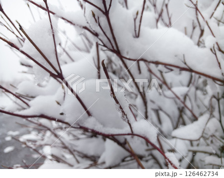 Snow blankets spring branches, illustrating climate change effects on nature Snow blankets spring branches, illustrating climate change effects on nature 126462734