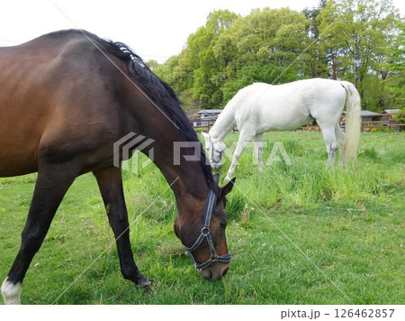 八ヶ岳の草原で放牧されている馬 126462857