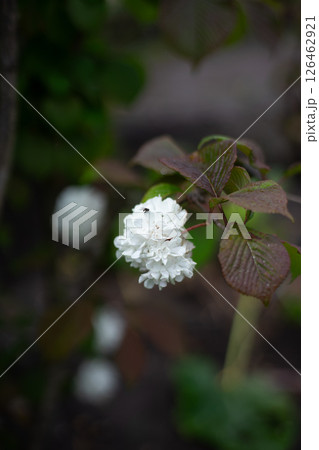白い花 白い花 126462921