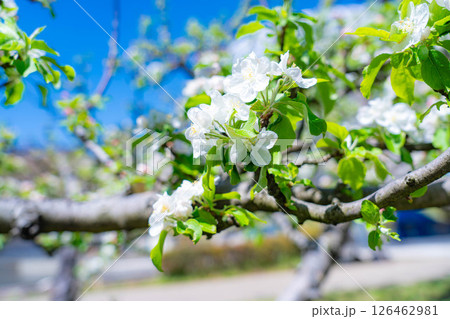【初夏素材】リンゴの花と青空【山梨県】 126462981