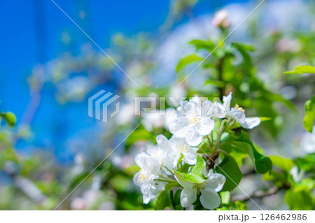 【初夏素材】リンゴの花と青空【山梨県】 【初夏素材】リンゴの花と青空【山梨県】 126462986