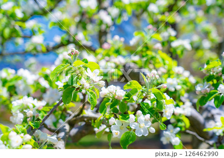 【初夏素材】リンゴの花と青空【山梨県】 126462990
