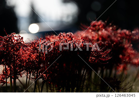 【秋素材】朝日を浴びる彼岸花【長野県】 126463045