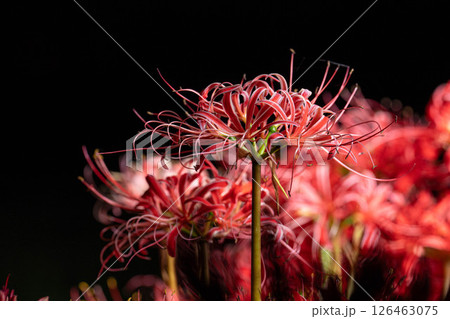 【花素材】彼岸花・黒バック【長野県】 126463075