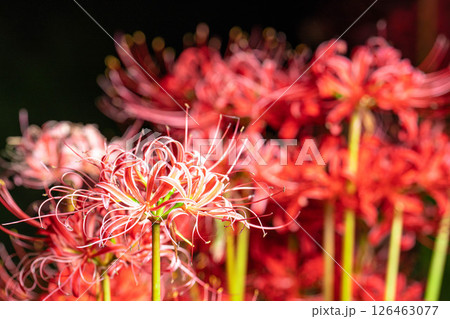 【花素材】彼岸花・黒バック【長野県】 126463077