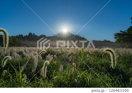 【秋のダイヤモンド富士】初秋の朝霧高原・猪之頭地区から見るチカラシバとダイヤモンド富士【静岡県】 126463100