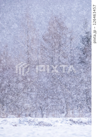 森の雪景色 蒜山高原 森の雪景色 蒜山高原 126463457