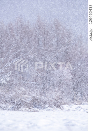 森の雪景色 蒜山高原 森の雪景色 蒜山高原 126463458