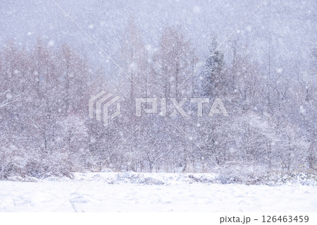森の雪景色　蒜山高原 126463459