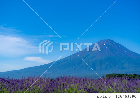 【夏素材】朝の河口湖から見る富士山とラベンダー【山梨県】 126463590