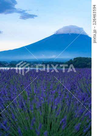 【夏素材】朝の河口湖から見る富士山とラベンダー【山梨県】 【夏素材】朝の河口湖から見る富士山とラベンダー【山梨県】 126463594