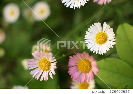 ヒナギク ヒナギク 126463627