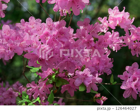 ヤマツツジの変種ミカワツツジの開花 126464027