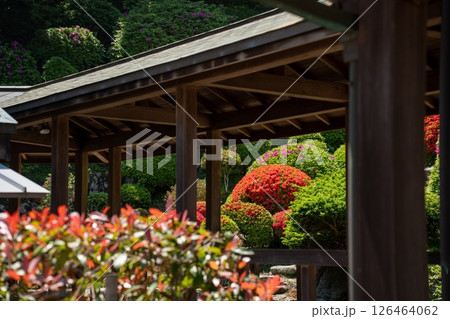 本堂から見たツツジ 126464062