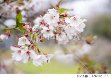 桜咲く 桜咲く 126464067