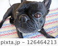 見つめるフレンチブルドッグ 126464213