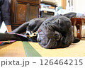 眠いフレブル 126464215