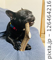 鹿のつので遊ぶ犬 126464216