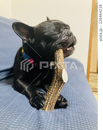 鹿のつので遊ぶ犬 126464216