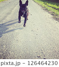 散歩する犬 126464230