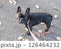 散歩するフレンチブルドッグ 126464232