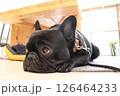 上目遣いのフレブル 126464233