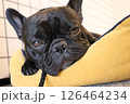 見つめるフレンチブルドッグ 126464234