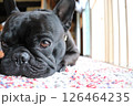 おすましするフレンチブルドッグ 126464235