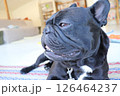 見つめるフレンチブルドッグ 126464237
