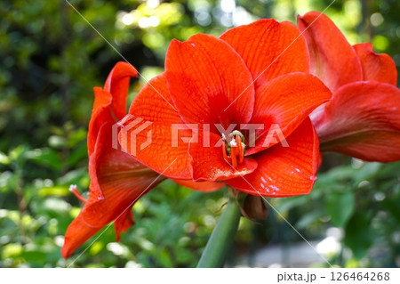 満開の大輪の花アマリリス 満開の大輪の花アマリリス 126464268