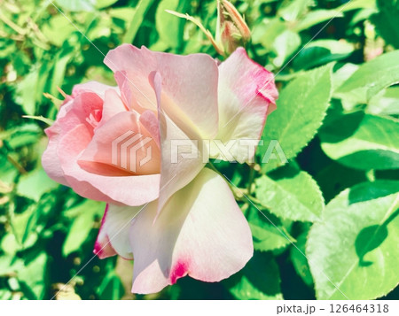ピンクの薔薇の咲く風景 ピンクの薔薇の咲く風景 126464318