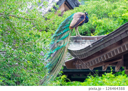 綺麗な羽根をした孔雀 126464388