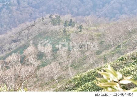 春を待つ山の木々の風景 春を待つ山の木々の風景 126464404