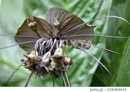 タッカ・シャントリエリの蕾と花 126464643