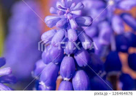 春の花壇を鮮やかに咲くムスカリ 126464676