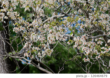 トウダイグサ科シナアブラギリの開花 126464679